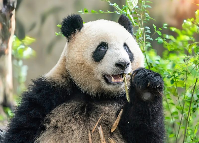 Giant Panda