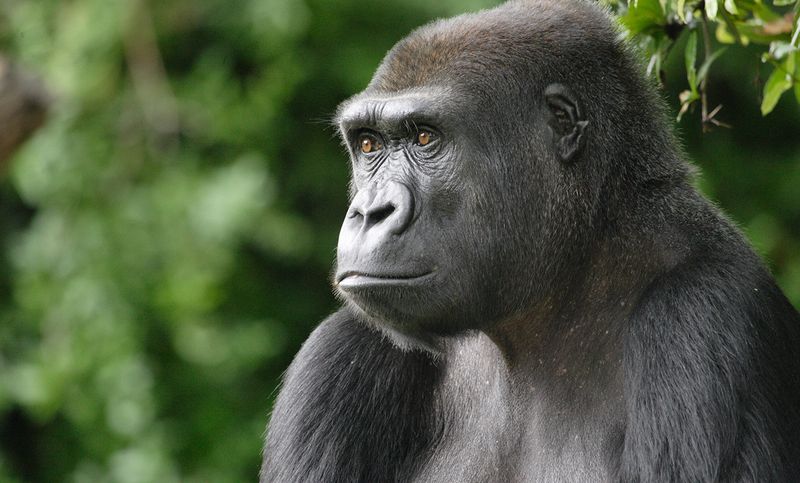 Gorillas: The Wild Men Behind Bigfoot