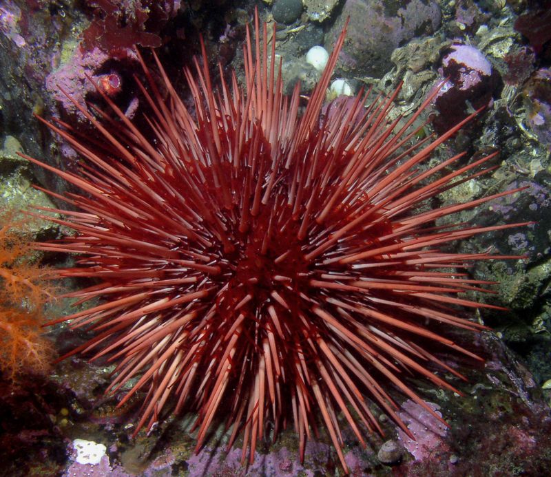 Red Sea Urchins