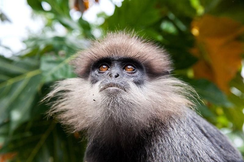 Sri Lanka's Purple-Faced Lounger