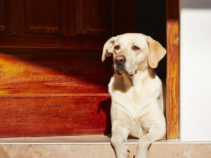 Labrador Retriever