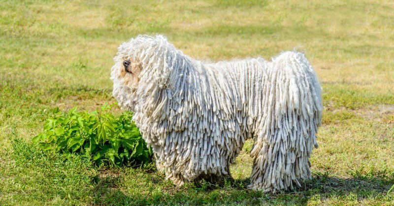 Komondor