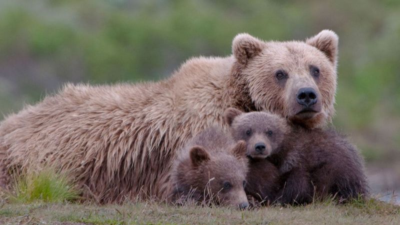 Denali National Park Wilderness, Alaska