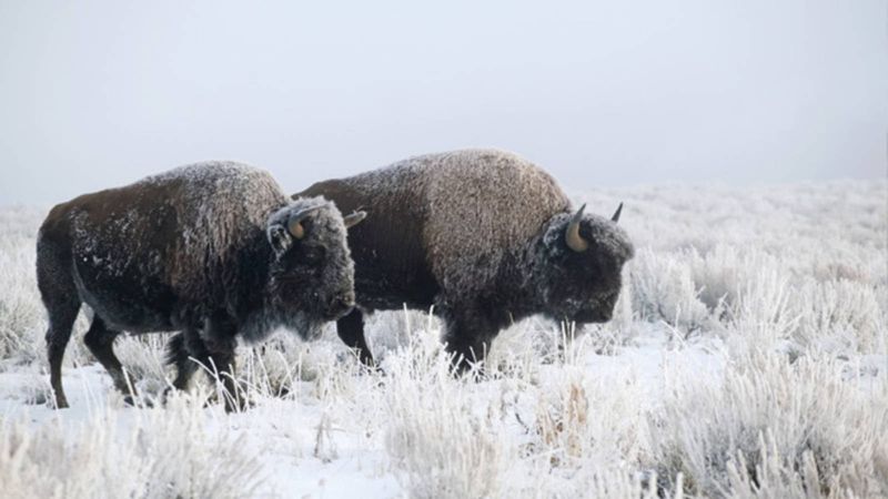 Fort Peck's Genetic Salvation