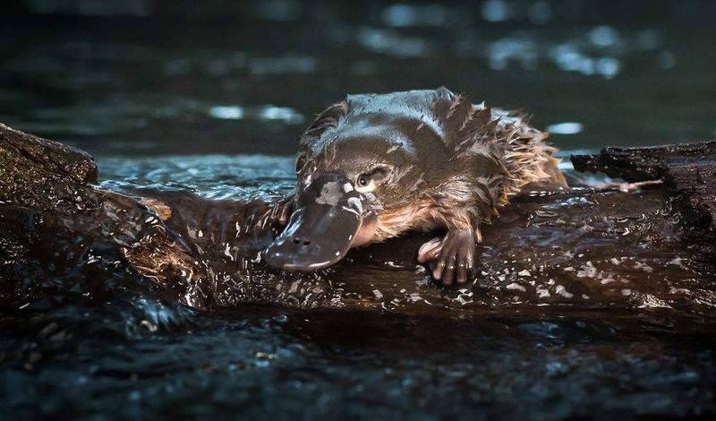 Platypus