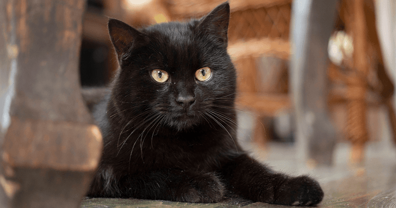Bombay: Mini Panthers Who Prefer Solo Spotlights