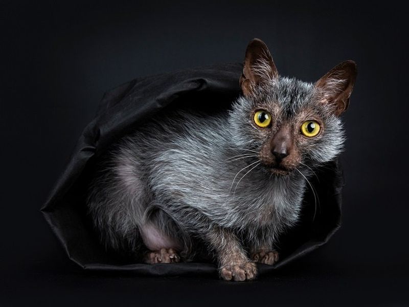 Lykoi: The Werewolf Cats