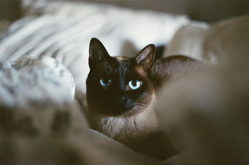 Tonkinese: The Balanced Personality