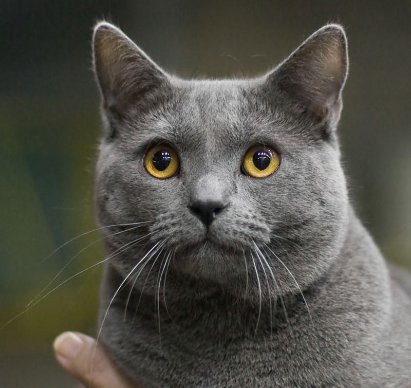 Chartreux: The Silent Companion