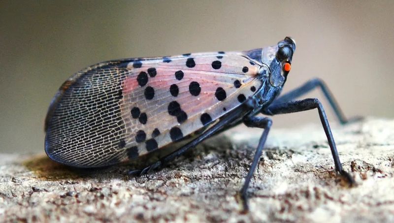 Spotted Lanternfly