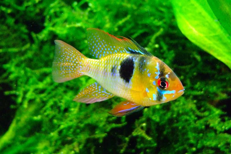 Bolivian Ram: Manageable Cichlid Beauty