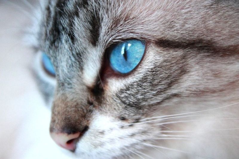 Ojos Azules: Blue-Eyed Wonder