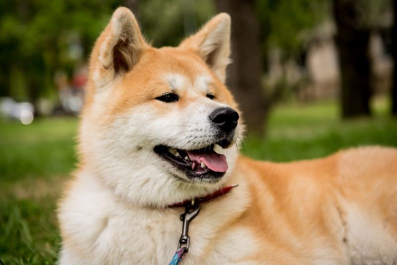 Akita