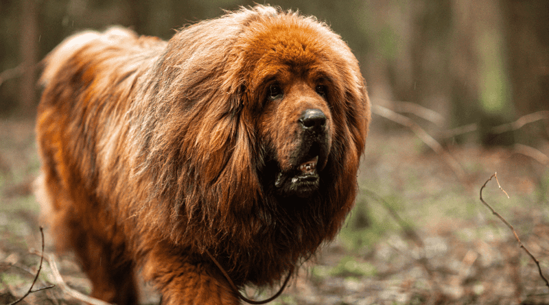 Tibetan Mastiff