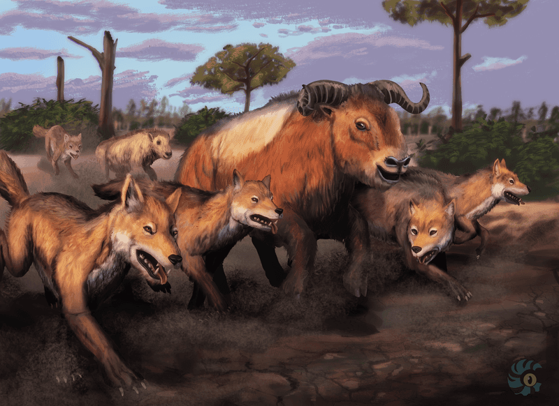 Pack Hunters Par Excellence