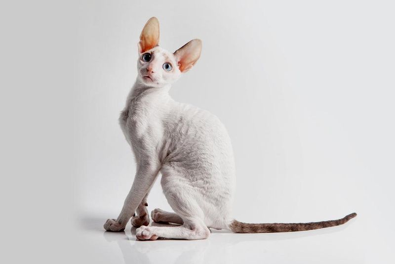 Cornish Rex