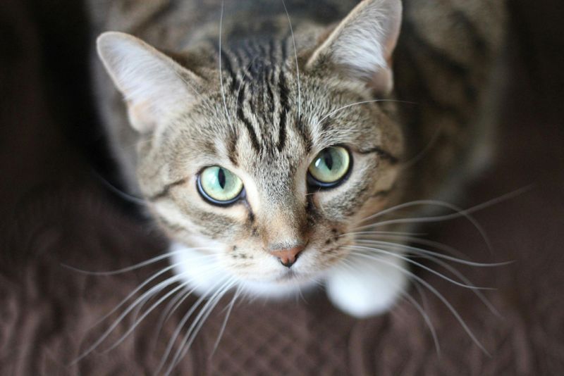 Tabby