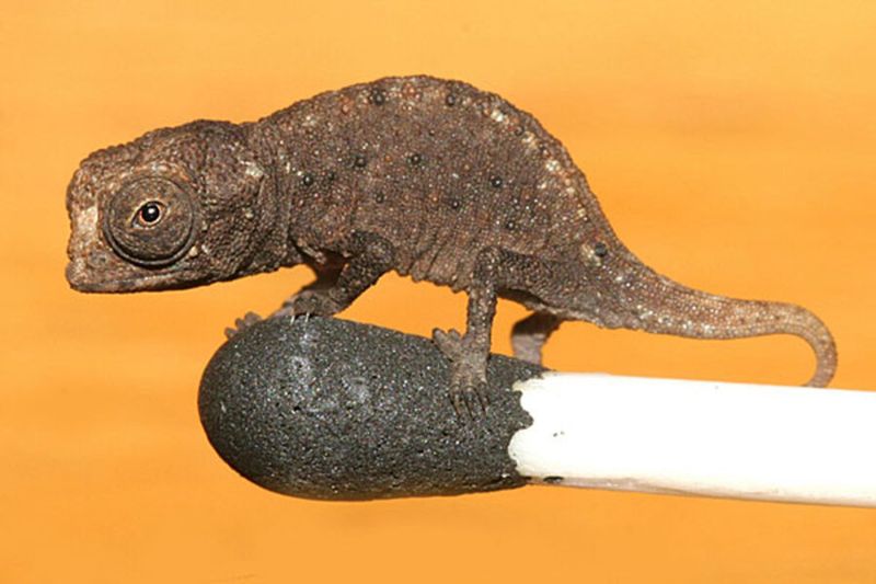 Brookesia Micra