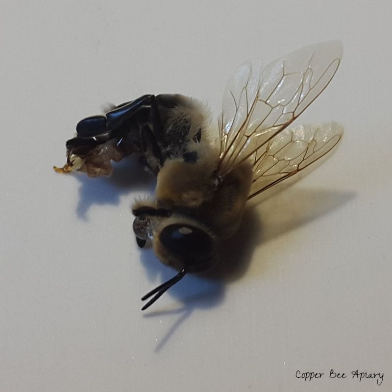 Male Honeybee's Explosive Ending