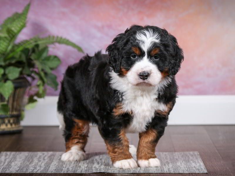 Bernedoodle