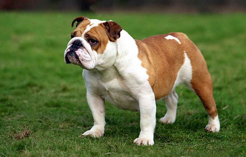 Miniature Bulldog