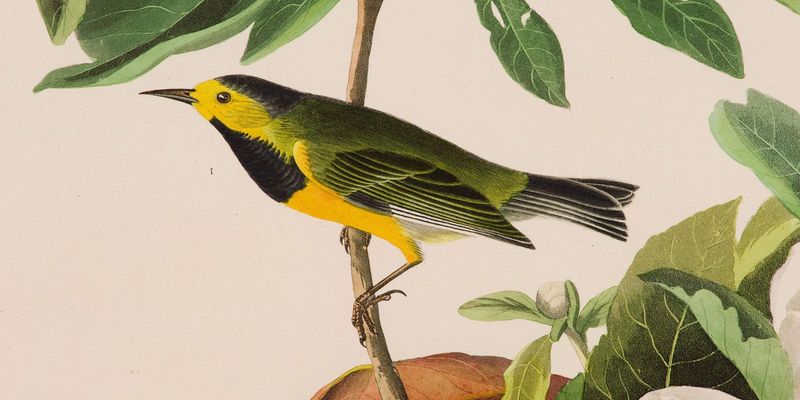 Bachman's Warbler: The Silent Southern Songbird