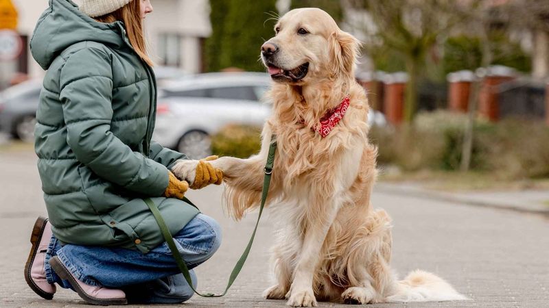 Golden Retriever