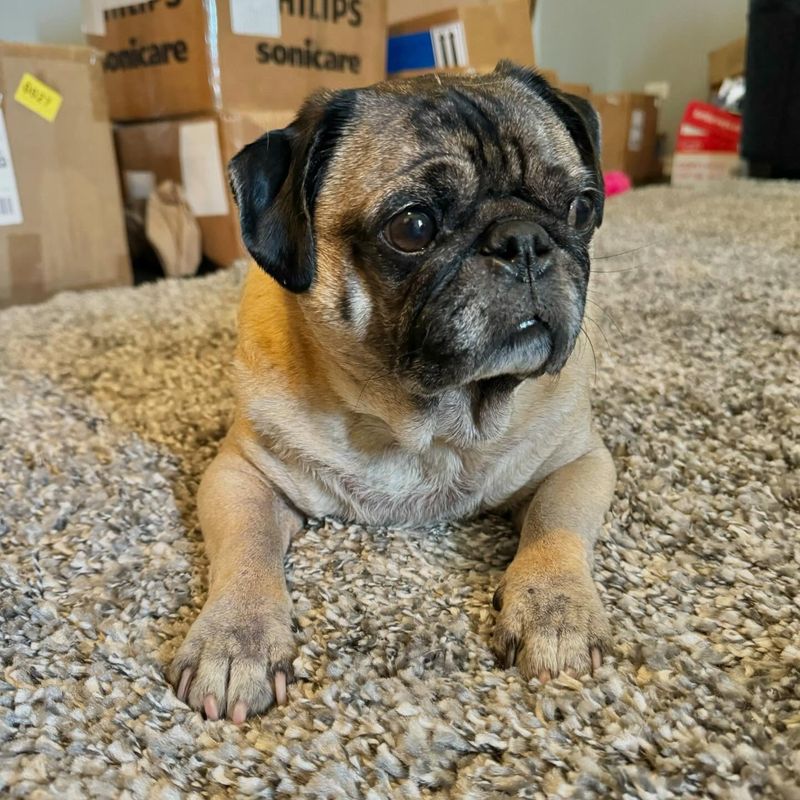 Pug
