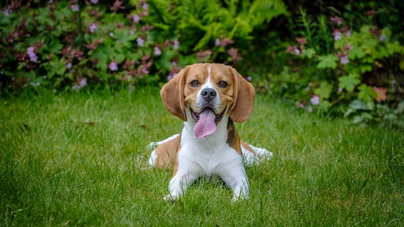Beagle