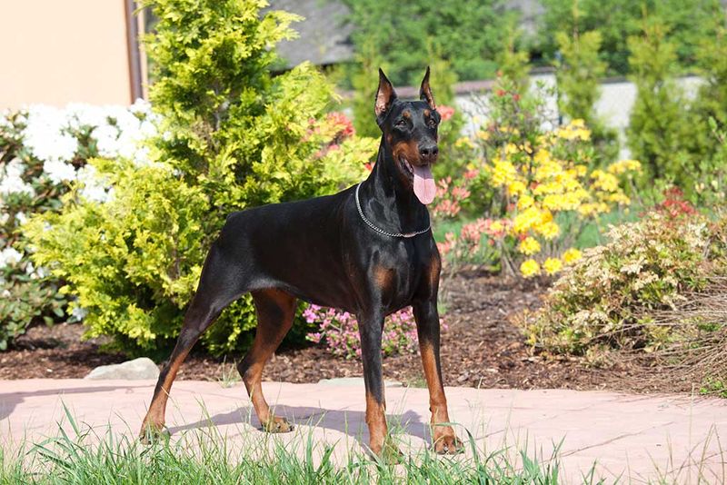 Doberman Pinscher