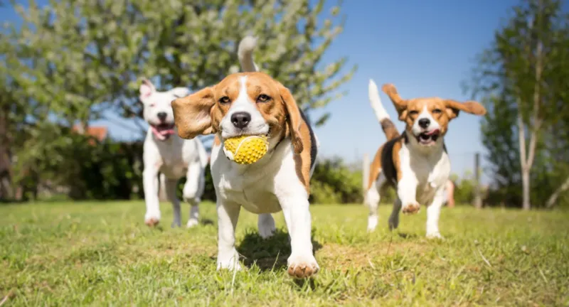 Beagle
