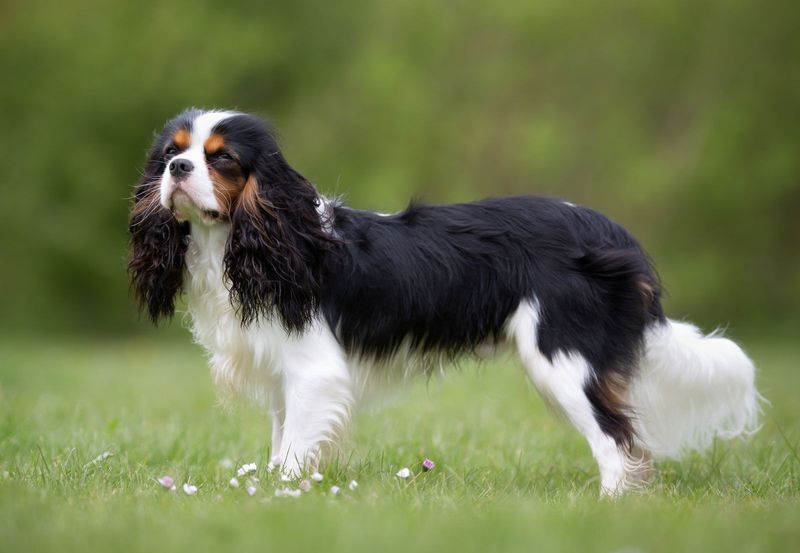 Cavalier King Charles Spaniel