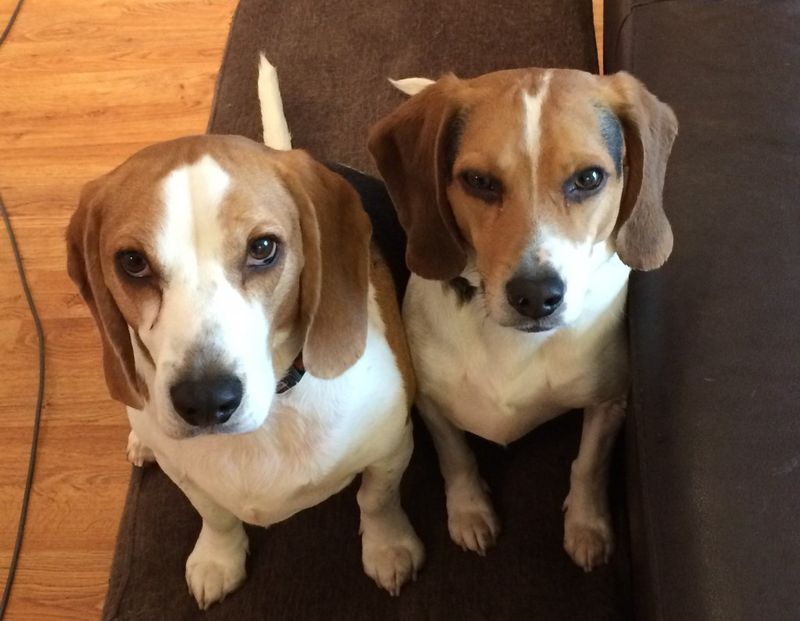 Beagle
