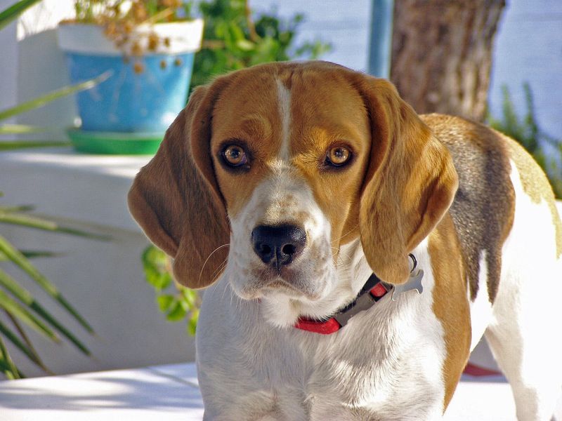 Beagle
