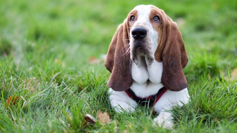 Basset Hound