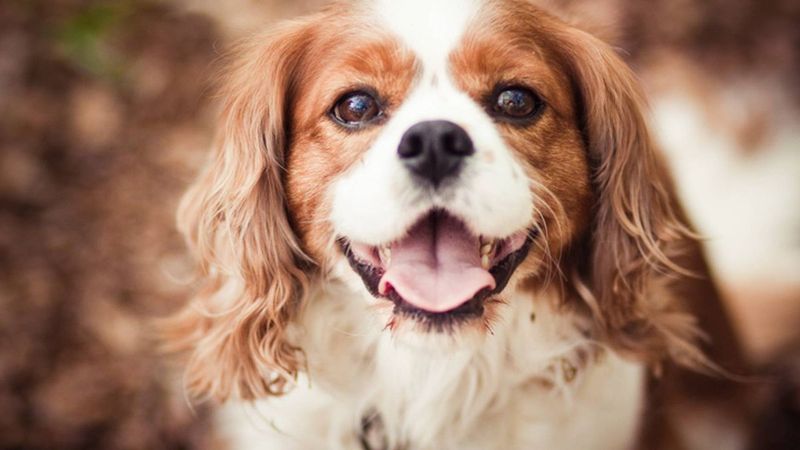 Cavalier King Charles Spaniel