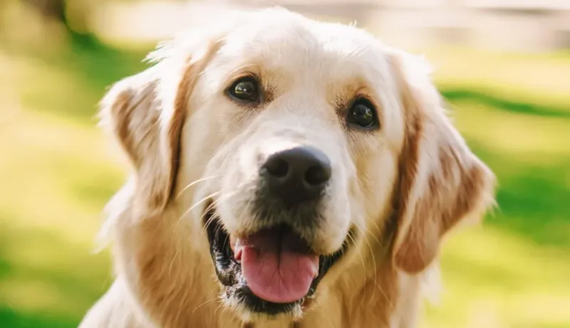 Golden Retriever - The Sunshine Dogs Welcomed Everywhere