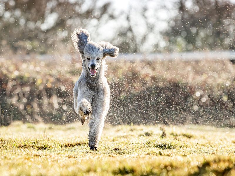 Poodle: The Brilliant Aristocrat
