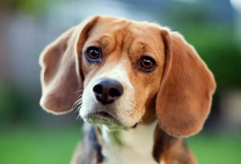 Beagle: The Merry Adventurers