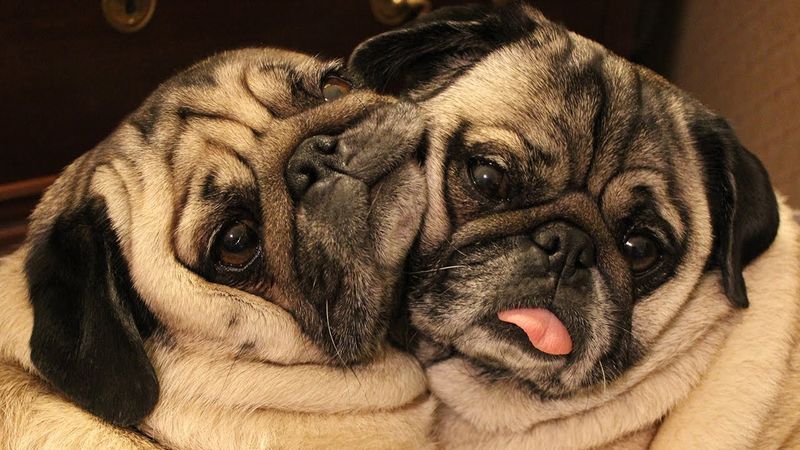 Pug: The Professional Snuggle Bug