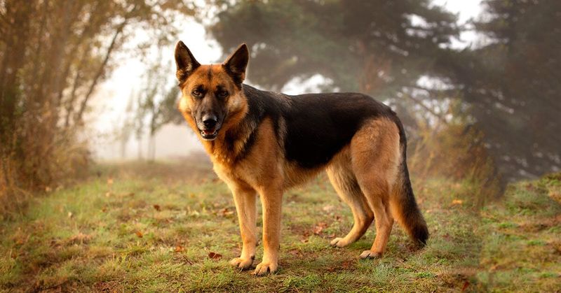 German Shepherd: The Protective Decoder