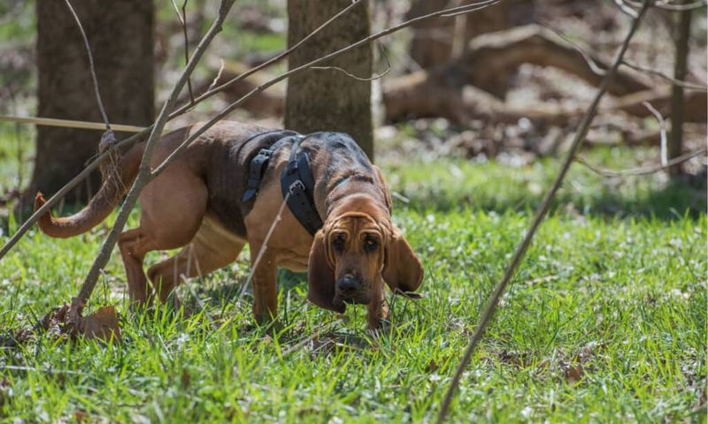Bloodhound: The Tracking Maestro