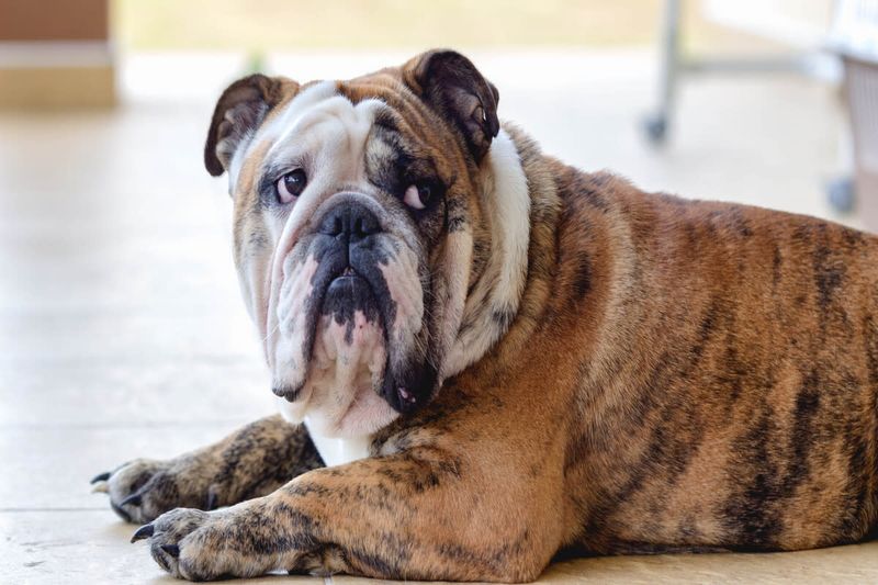 English Bulldog - Stoic Companions