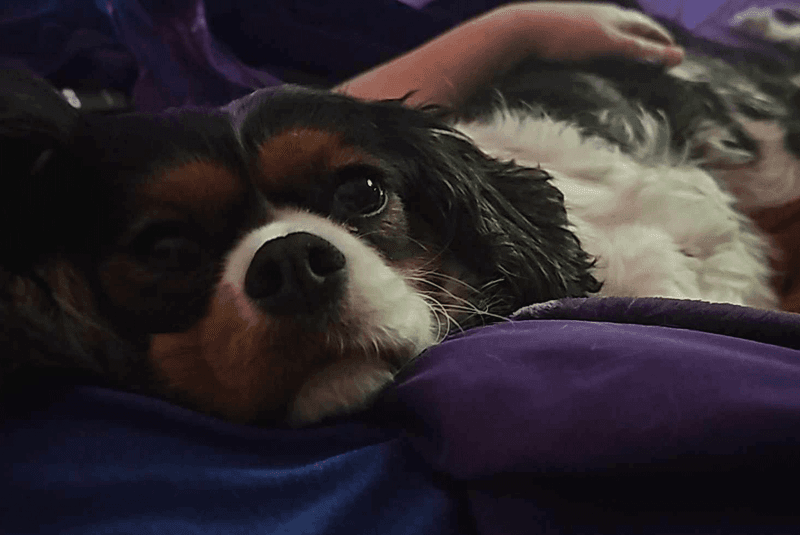 Cavalier King Charles Spaniel