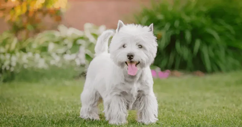 West Highland White Terrier