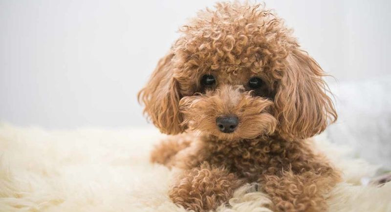 Toy Poodles