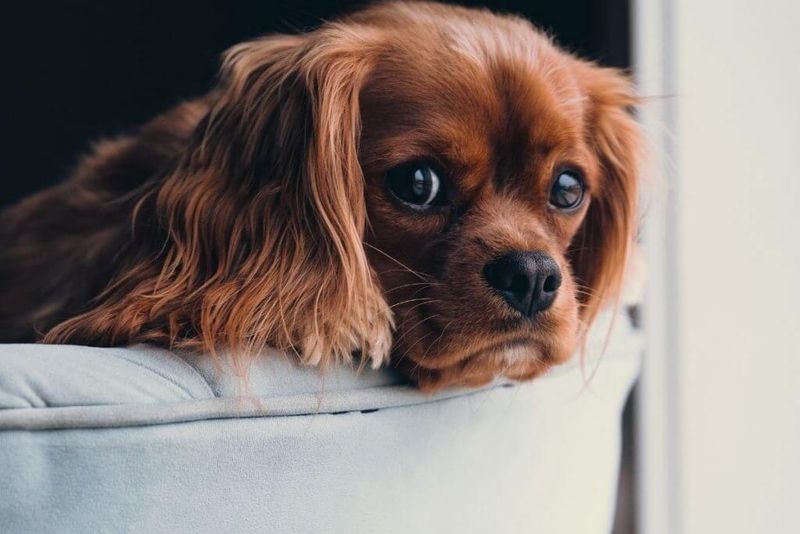 Cavalier King Charles Spaniels