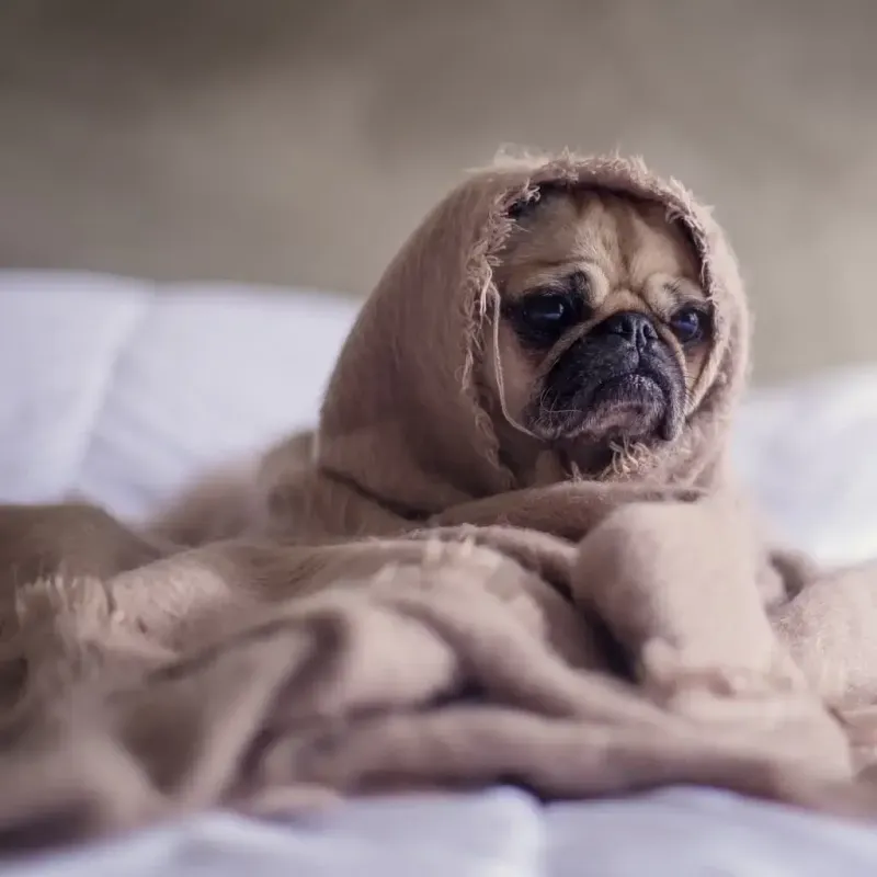 Pugs: The Original Cuddle Bugs