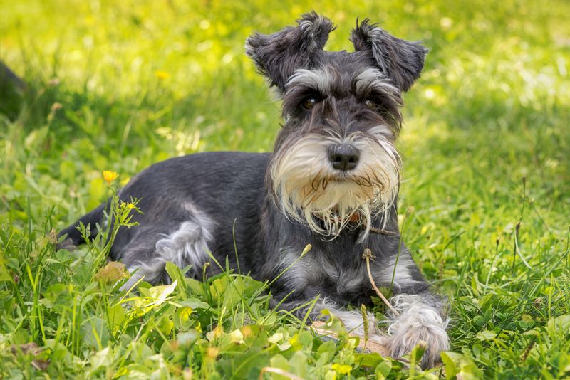 Miniature Schnauzers: Bearded Charmers