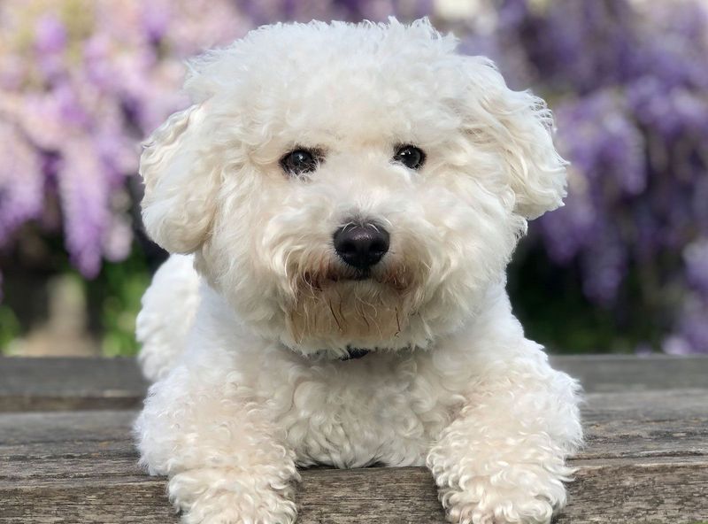 Bichon Frises: Cotton-Ball Companions